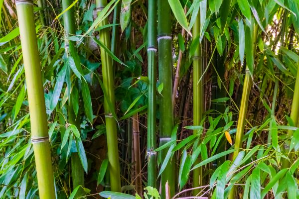 Bamboo Trimming in Wentzville