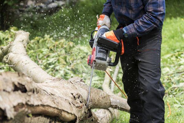 Branch Removal Service in Wentzville