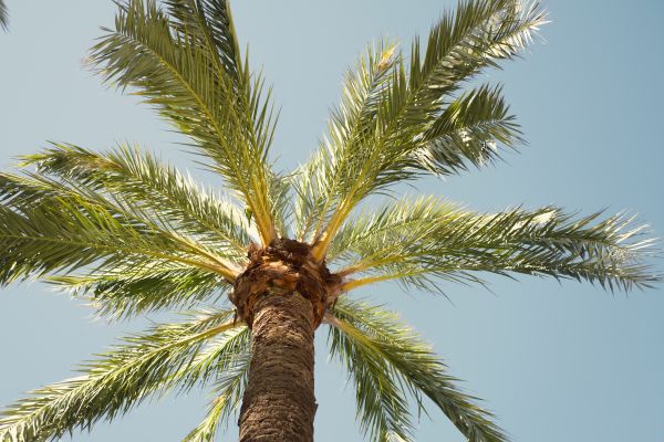 Palm Tree Pruning in Wentzville