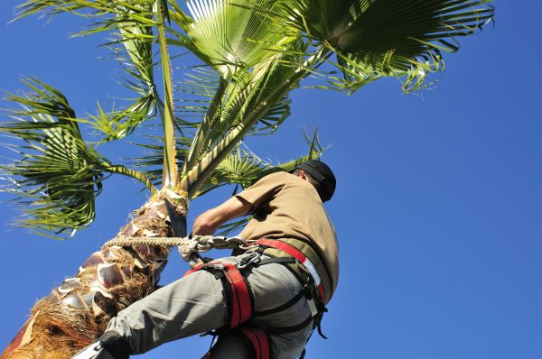 Palm Tree Trimming in Wentzville