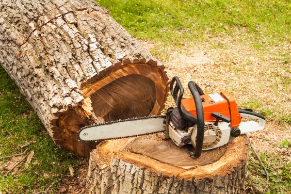 Tree Cutting Service in Wentzville