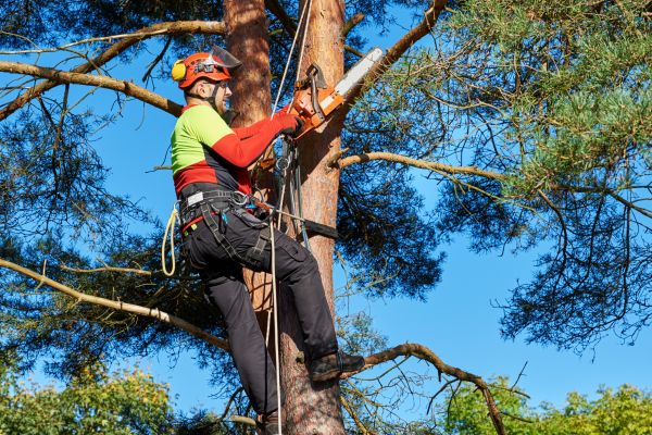 Tree Service in Wentzville