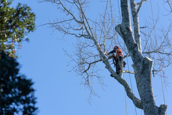 Tree Topping Service in Wentzville