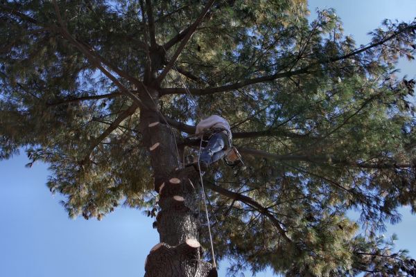 Trimming Service in Wentzville