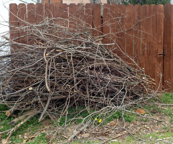 Dead Branch Removal in Wentzville