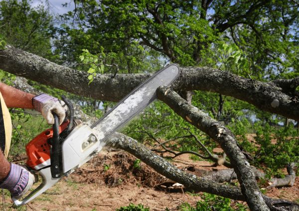 Tree Branch Cutting in Wentzville