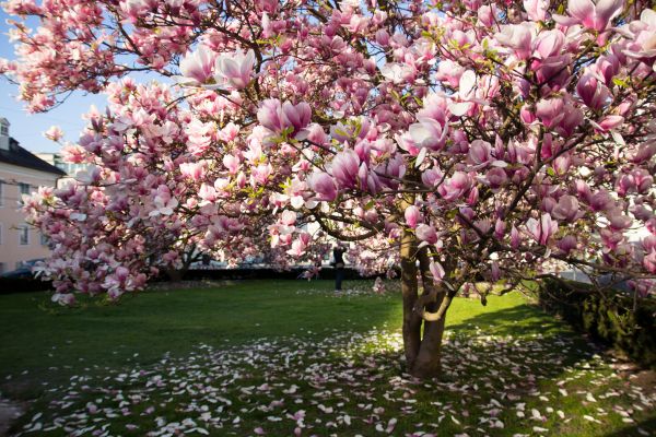 Ornamental Tree Pruning in Wentzville