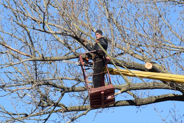 Emergency Tree Trimming in Wentzville