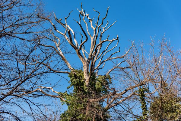Deadwood Removal in Wentzville