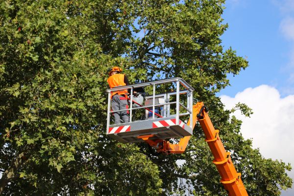 Commercial Tree Service in Wentzville