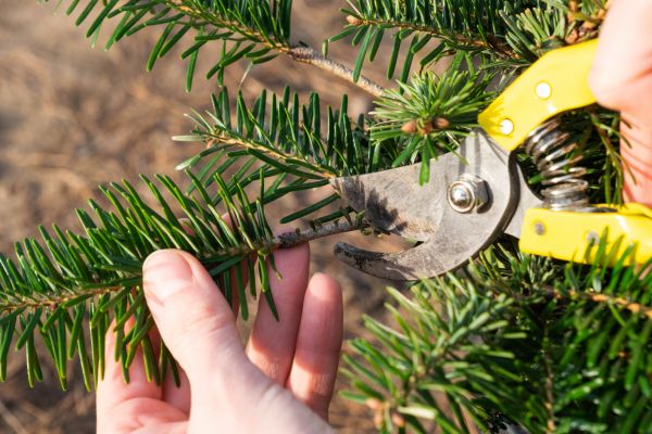 Pine Tree Pruning in Wentzville