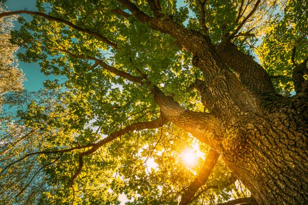 Oak Tree Pruning in Wentzville