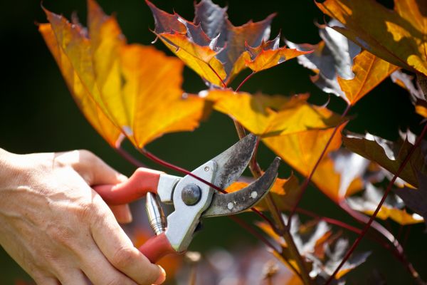 Maple Tree Pruning in Wentzville