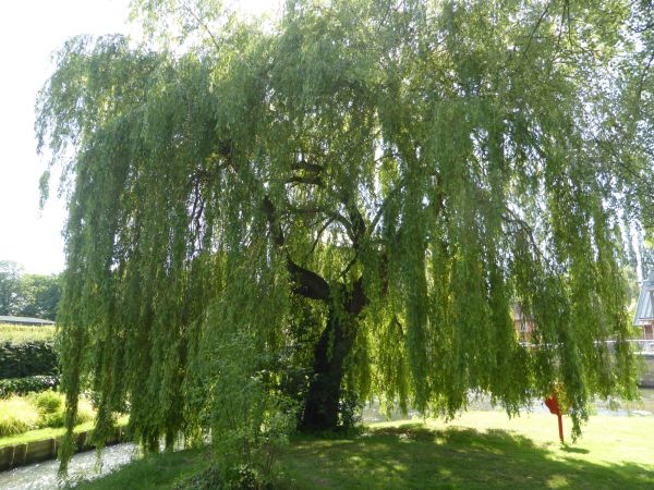 Willow Tree Trimming in Wentzville