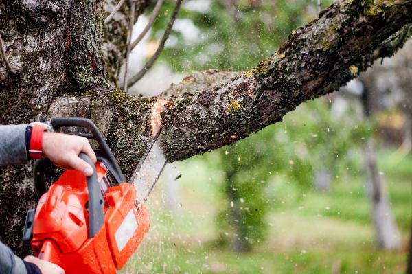 Tree Limbs Removal in Wentzville