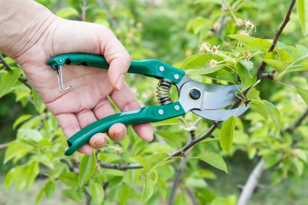 Pear Tree Pruning in Wentzville