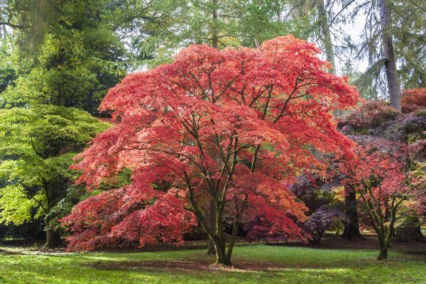 Japanese Maple Pruning in Wentzville