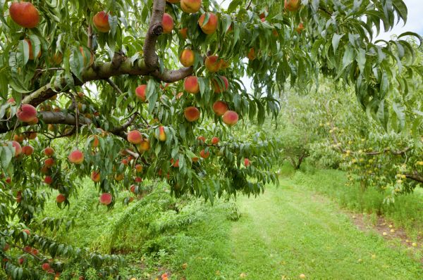 Peach Tree Pruning in Wentzville