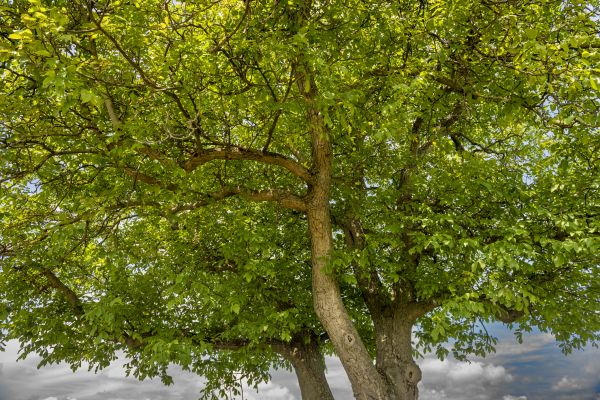 Walnut Tree Trimming in Wentzville