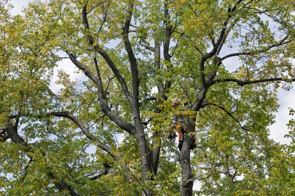 Tree Crown Shaping in Wentzville