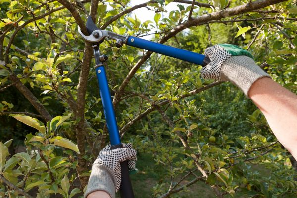 Residential Tree Pruning in Wentzville