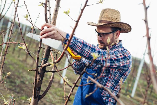 Orchard Tree Pruning in Wentzville
