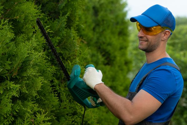 Tree Shaping Service in Wentzville