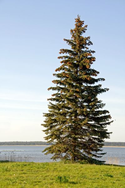 Spruce Tree Pruning in Wentzville