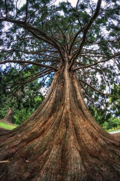 Cedar Tree Pruning in Wentzville