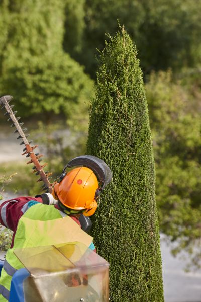 Cypress Tree Trimming in Wentzville