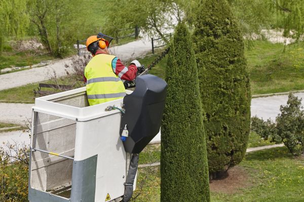 Cypress Tree Pruning in Wentzville