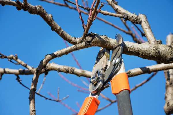 Peach Tree Trimming in Wentzville