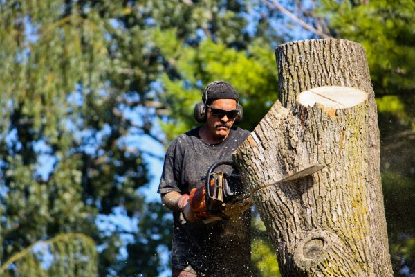 Ash Tree Pruning in Wentzville