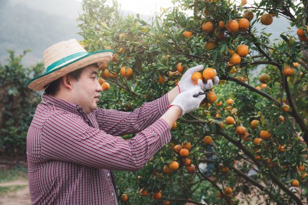 Orange Tree Pruning in Wentzville