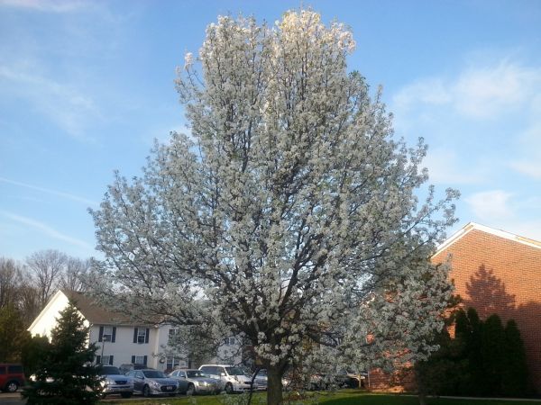 Bradford Pear Tree Pruning in Wentzville