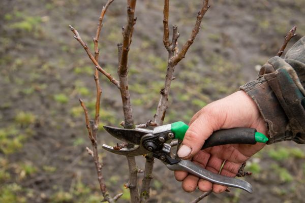 Pear Trees Pruning in Wentzville