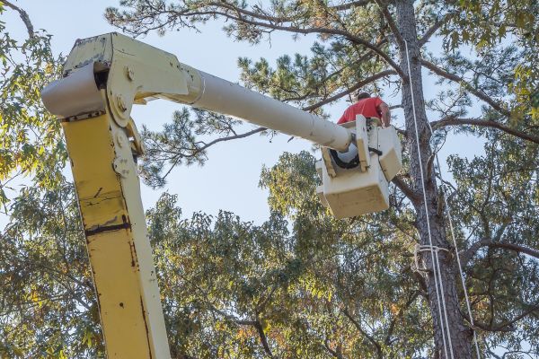 Limbs Trimming in Wentzville