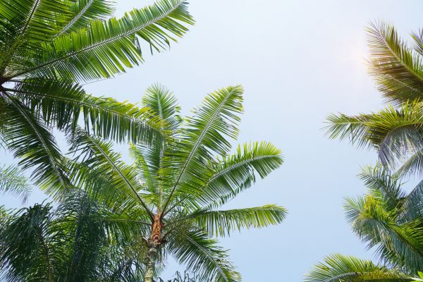 Queen Palm Tree Trimming in Wentzville