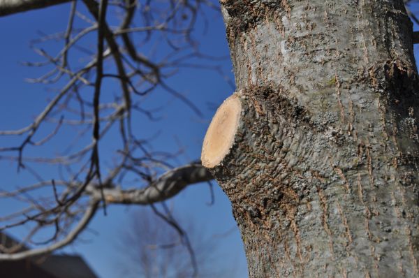 Limb Pruning in Wentzville