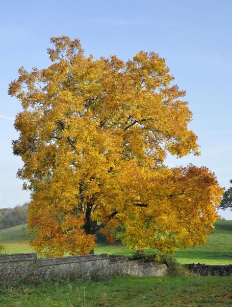 Hickory Tree Trimming in Wentzville