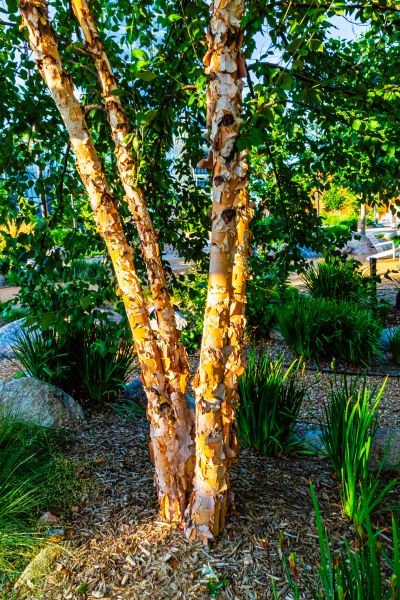 River Birch Trimming in Wentzville