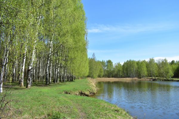 River Birch Pruning in Wentzville