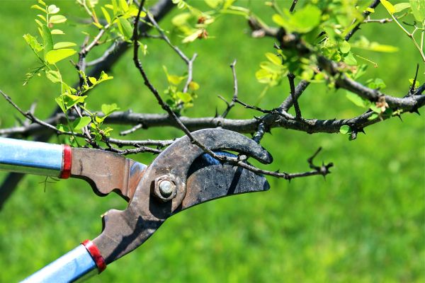 Branches Pruning in Wentzville