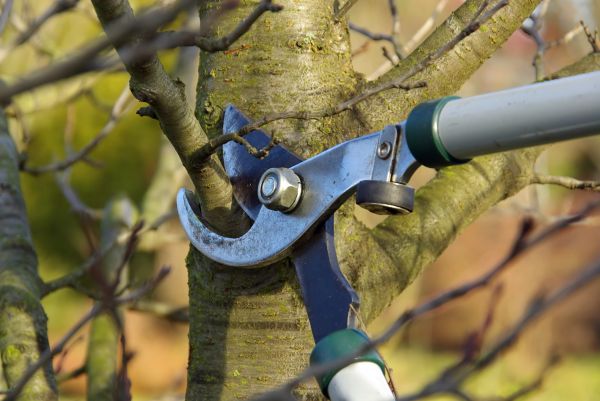 Tree Limb Trimming Service in Wentzville