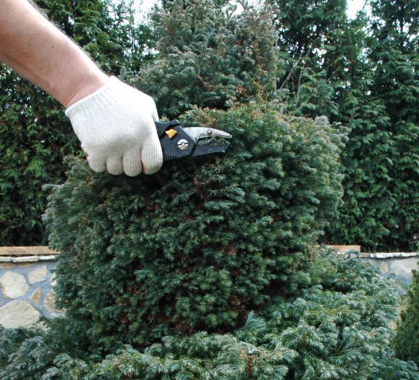 Ornamental Tree Trimming in Wentzville
