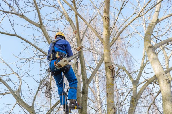 Large Tree Trimming in Wentzville