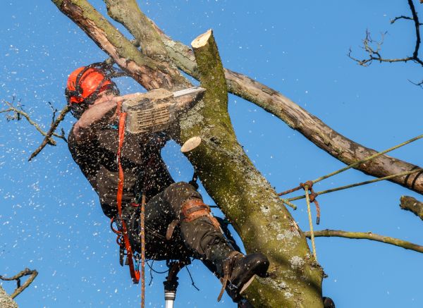 Tree Trimming Service in Wentzville