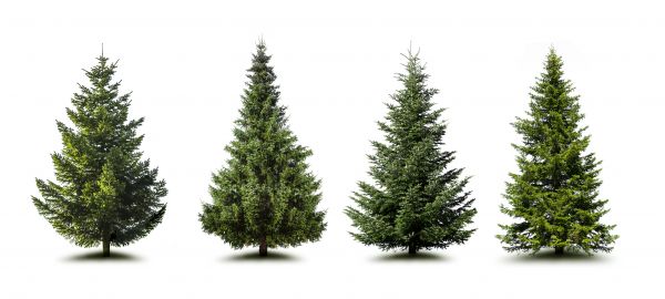Cost of Pine Tree Trimming in Wentzville