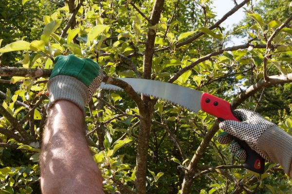 Apple Tree Trimming in Wentzville