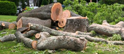 Tree Limbs Removal detail